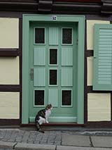 uncropped cat photo