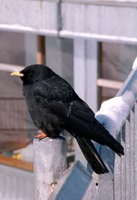 Zugspitze bird photo
