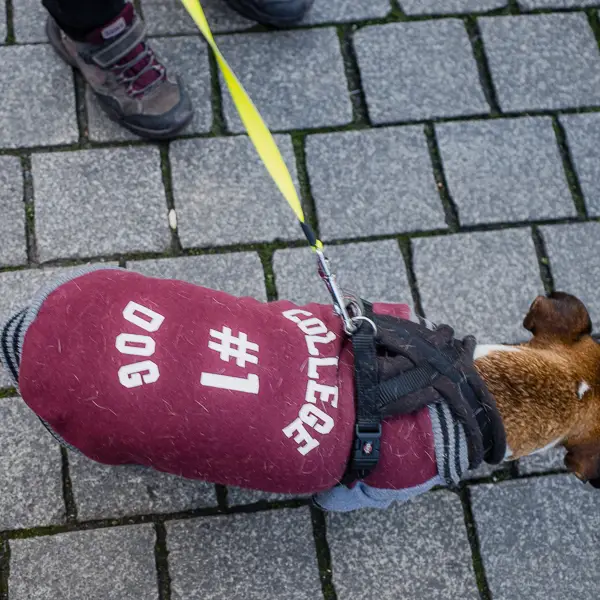 In Germany, even the dogs are educated.
