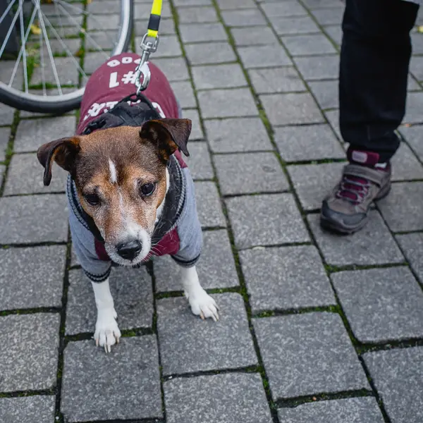 A dog wears a 'College No. 1' sweater in the German state of Thuringia.
