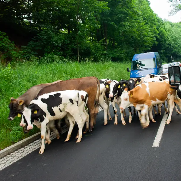 Cows block a road in rural Saxony, Germany.