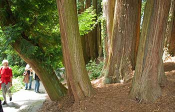 California cypress trees on island of Mainau, Germany