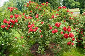 Mainau rose garden - Alley of Wild and Bush Roses
