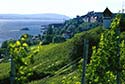 Meersburg, Germany vineyards