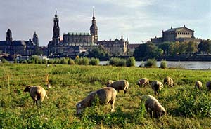 Dresden Altstadt and sheep