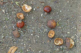 Chestnuts at Pillnitz