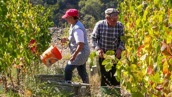 Grape pickers in Portugal's Douro Valley.