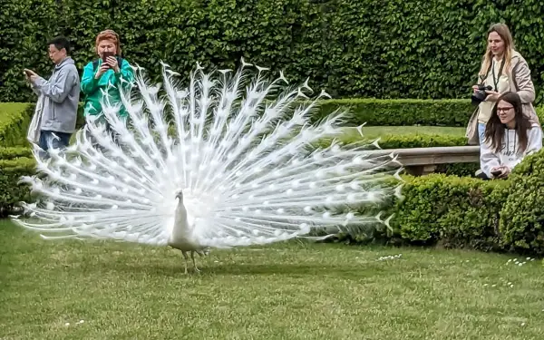 Peacock in Prague, Czech Republic.