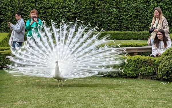 White peacock in Vojanovy Sady gardens, Prague.