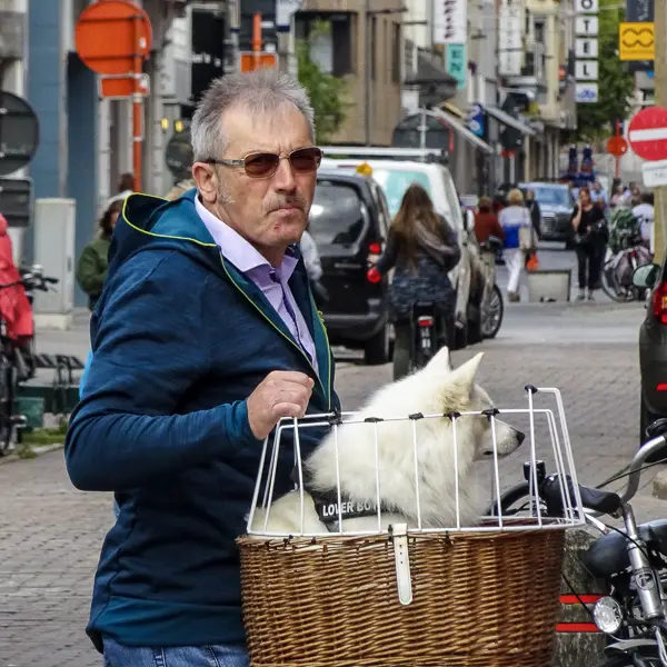 A dog enjoys a bicycle ride in Blankenberge, Belgium.