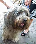 Dutch dog in Oude Haven