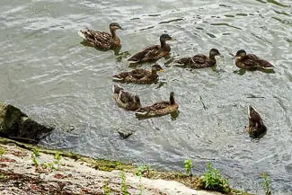 Ducks on Île aux Cygnes
