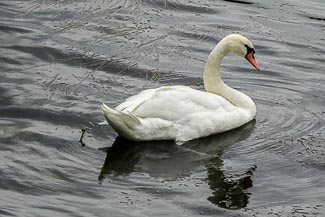 Swan by Île aux Cygnes, Paris