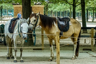 Ponies in the Jardin du Luxembourg
