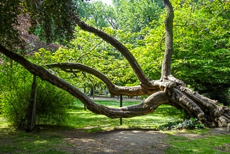 Tree in Jardin du Luxembourg