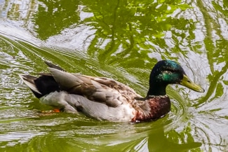 Duck in Parc Montsouris, Paris