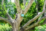 Huge tree in Parc Montsouris