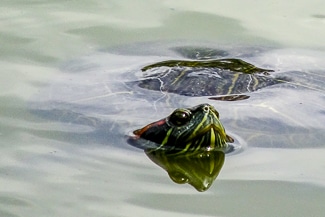 Turtle in Parc Montsouris, Paris