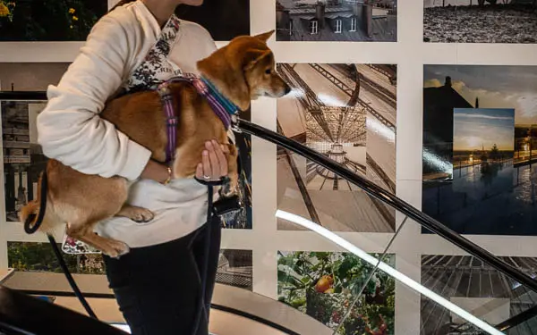 Dog on escalator in Galeries Lafayette, Paris.