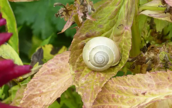 Snail at Giverney.