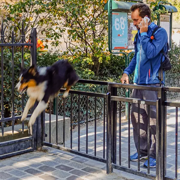 A dog jumps over a gate at the Place d'Anvers in Paris.