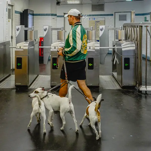 A man brings his three dogs into a Paris Metro station.