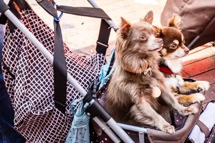 Dogs in stroller at Place des Halles, Beauvais