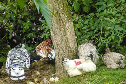 Chickens at Giverny