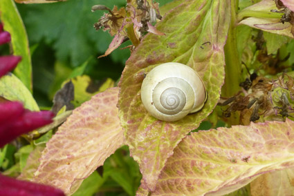Snail at Giverny