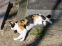 Cat at Paris Dog Cemetery