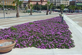 Civitavecchia flower beds