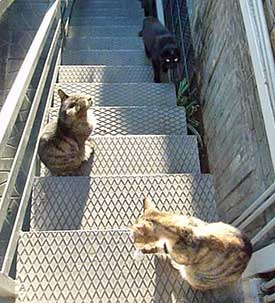 Stairway to Torre Argentina Cat Sanctuary