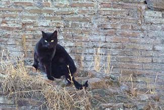 Cat at Torre Argentina