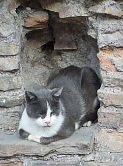 Cat in wall niche