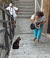 Torre Argentina Cat Sanctuary stairs