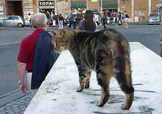 Cat stalking pedestrian in Rome
