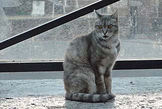 Cat at Largo di Torre Argentina