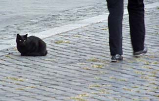 Cat with pedestrians in Rome