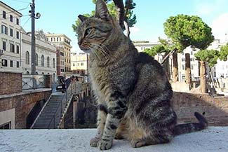 Striped cat in Rome