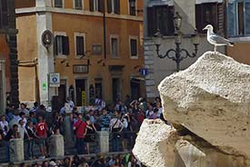 Seagull at Fountain of Trevi