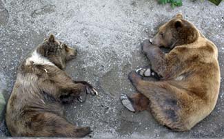 Bears in Bern Bear Park
