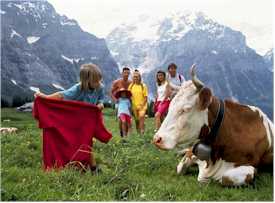 Swiss cow fights - combats de reines - Queen Cow contests