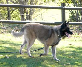 German Shepherd dog at L'Auberge de Mont-Cornu, La Chaux-de-Fonds, Switzerland