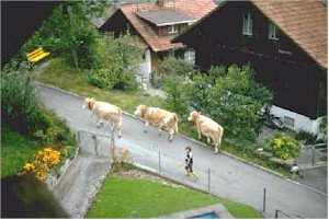 Cows and cowherd in Riggenberg, Switzerland