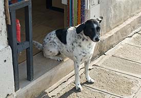 Murano shop with dog