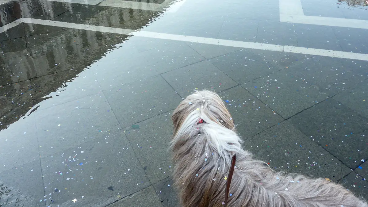 Flooding in Piazza San Marco