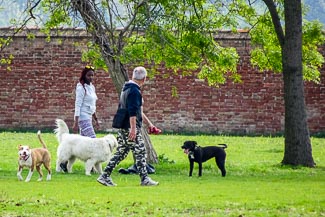 Dog walkers on Certosa