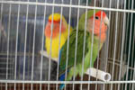 birdcage on Burano