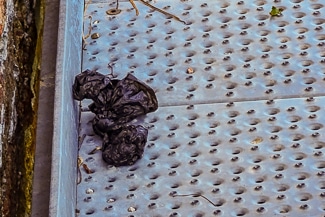 Dog poop in Venice, Italy