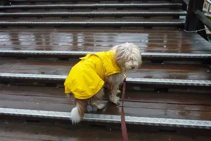 Maggie the Bearded Collie on Venice's Accademia Bridge